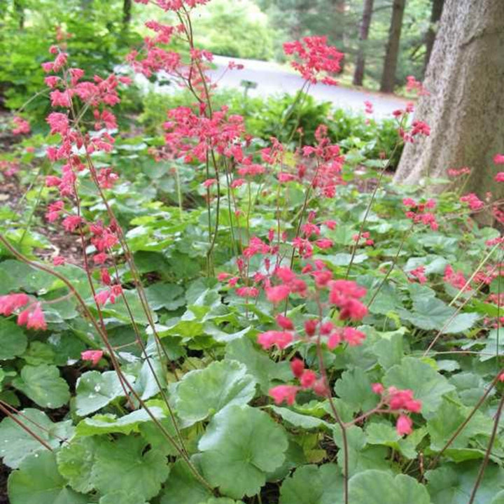 Heuchera 'Firefly' Coral Bells, 1 Gallon Perennials