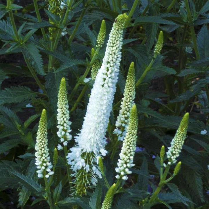 Veronica longifolia 'Allvbride' PP29854 Veronica, 1 Gallon Perennials