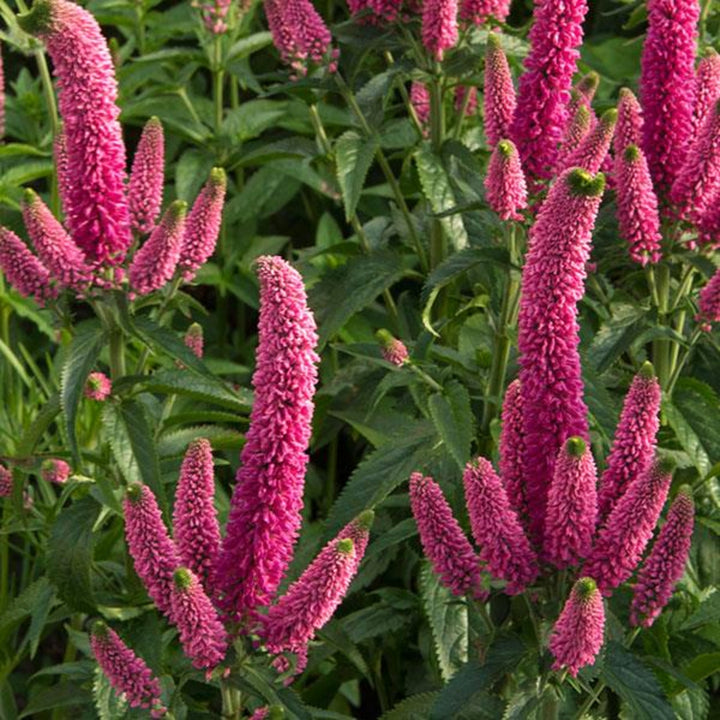 Veronica longifolia 'Allkiss' Veronica, 1 Gallon Perennials