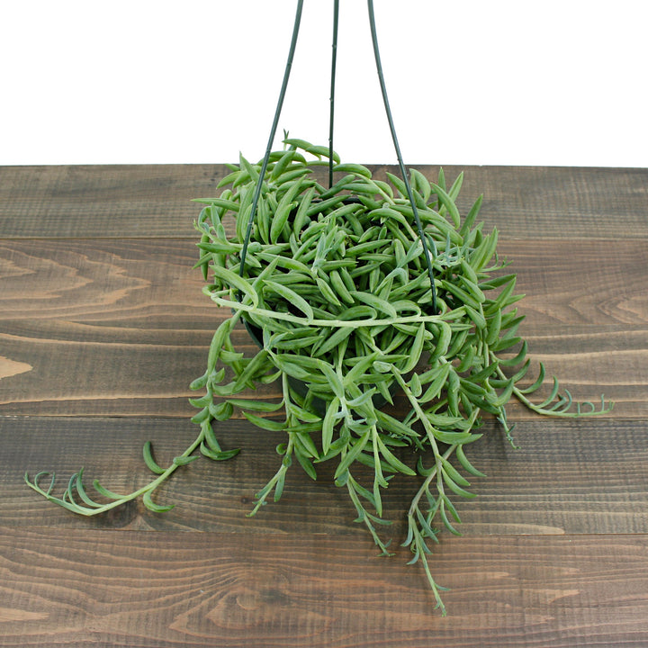 Senecio radicans glauca String of Fish Hooks, 4 Inch Houseplants
