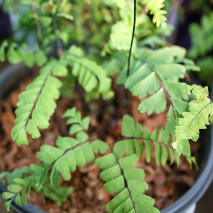 Adiantum pedatum Five Fingered Maidenhair Fern, 1 Gallon Perennials