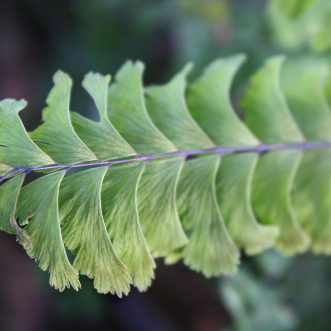 Adiantum pedatum Five Fingered Maidenhair Fern, 1 Gallon Perennials