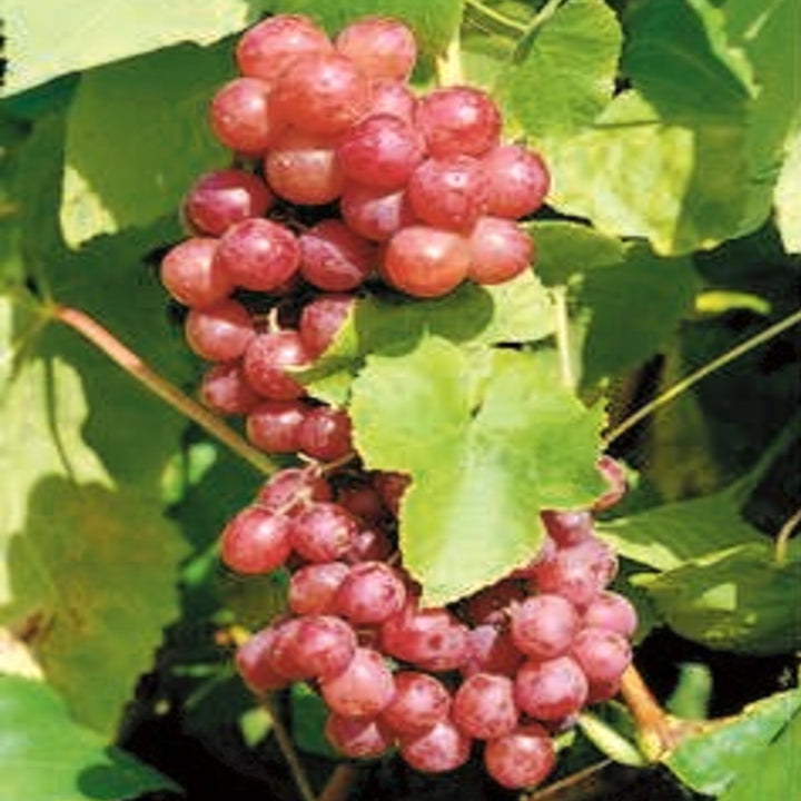 Vitis vinifera 'Flame Red' European Wine Grape, 2 Gallon Vines