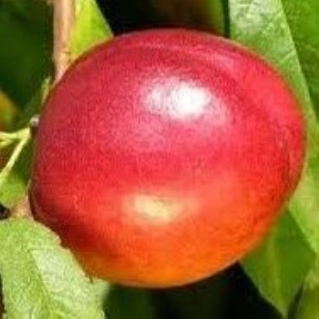 Prunus persica var. nucipersica 'Flavortop' Semi-Dwarf Nectarine, Bare Root Nectarine Tree, Tree