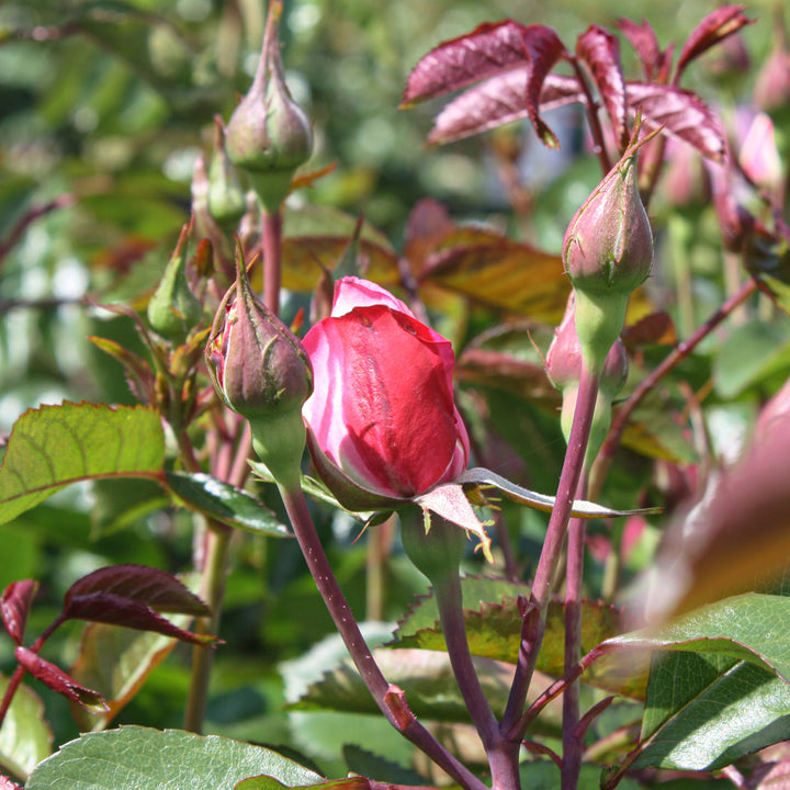 Floribunda Candy Cane Cocktail™ Rose