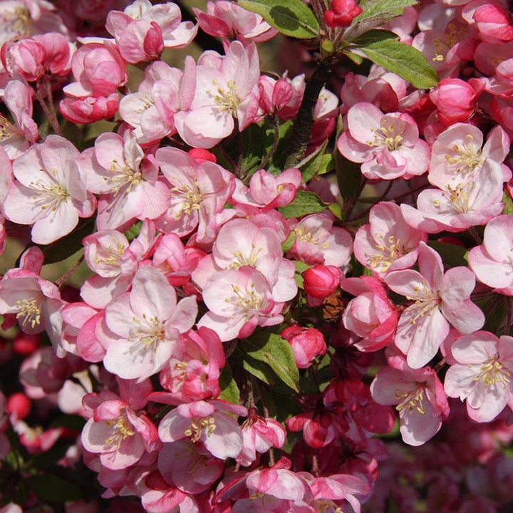 Malus 'Coralburst' Flowering Crabapple, 10 Gallon Trees