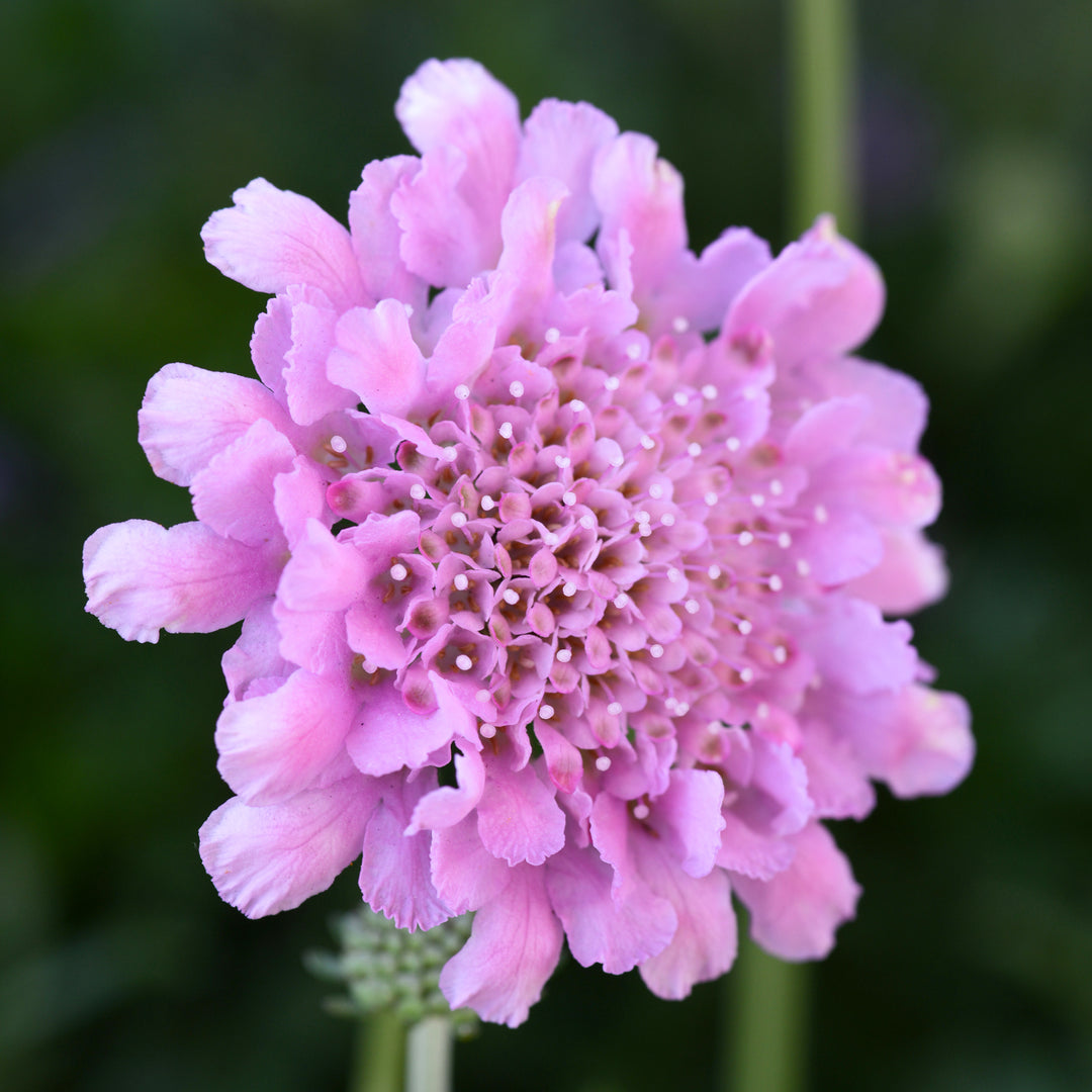 Scabiosa columbaria 'Balfluttropi' PP27809 Flutter™ Rose Pink Pincushion Flower, Perennial