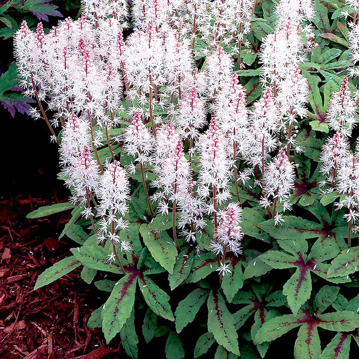 Tiarella cordifolia 'Spring Symphony' Foam Flower, 1 Gallon Perennials