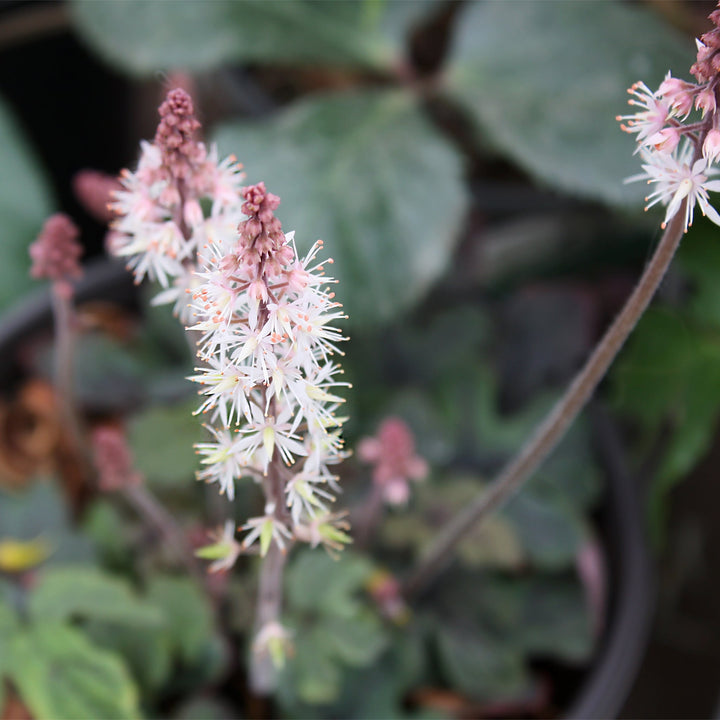 Tiarella cordifolia 'Spring Symphony' Foam Flower, 1 Gallon Perennials
