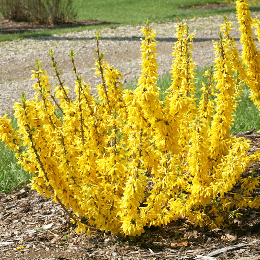 Forsythia × intermedia 'Mindor' PP19321 Forsythia, 1 Gallon Shrubs