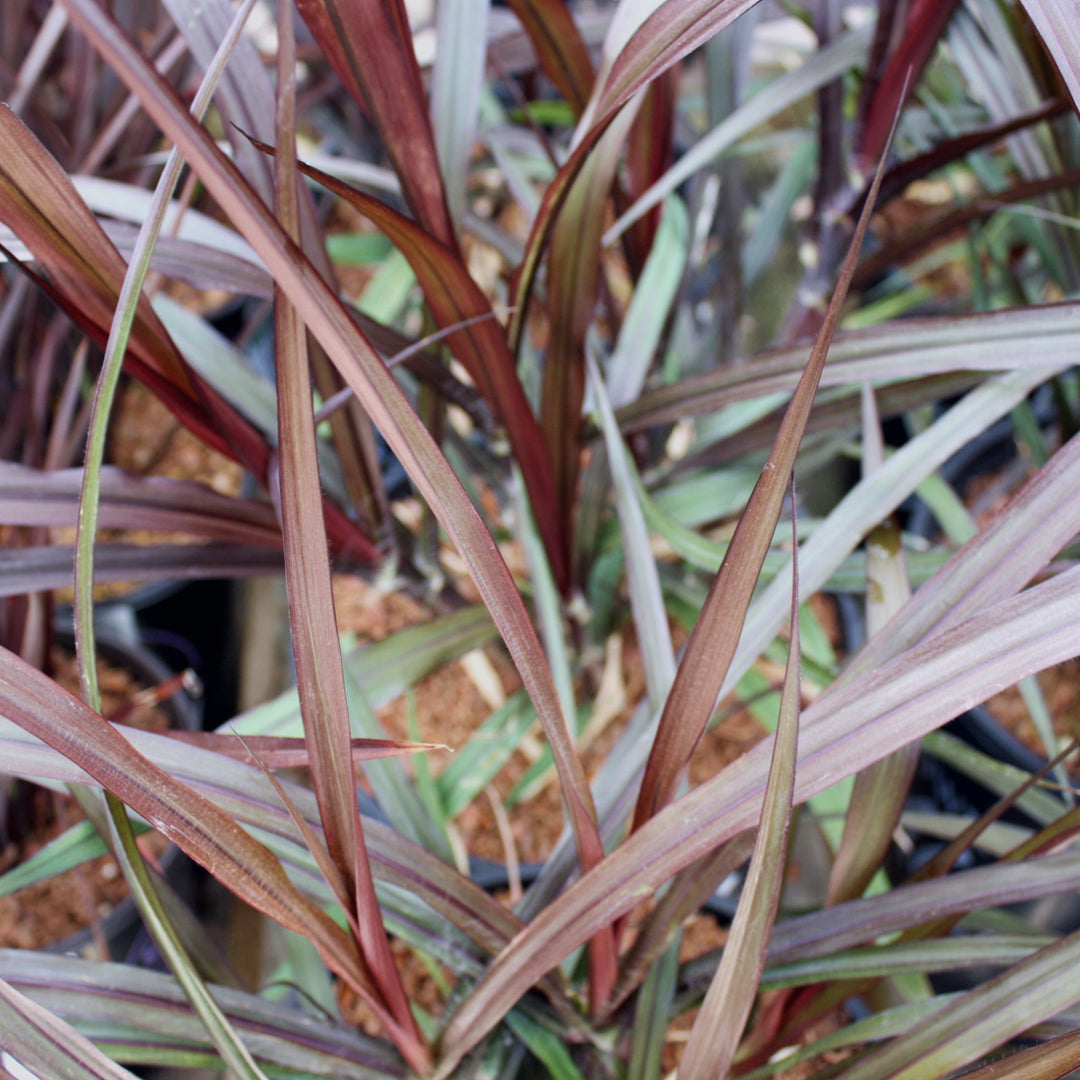 Pennisetum alopecuroides 'First Knight' PP25515 Fountain Grass, 2 Gallon Perennials