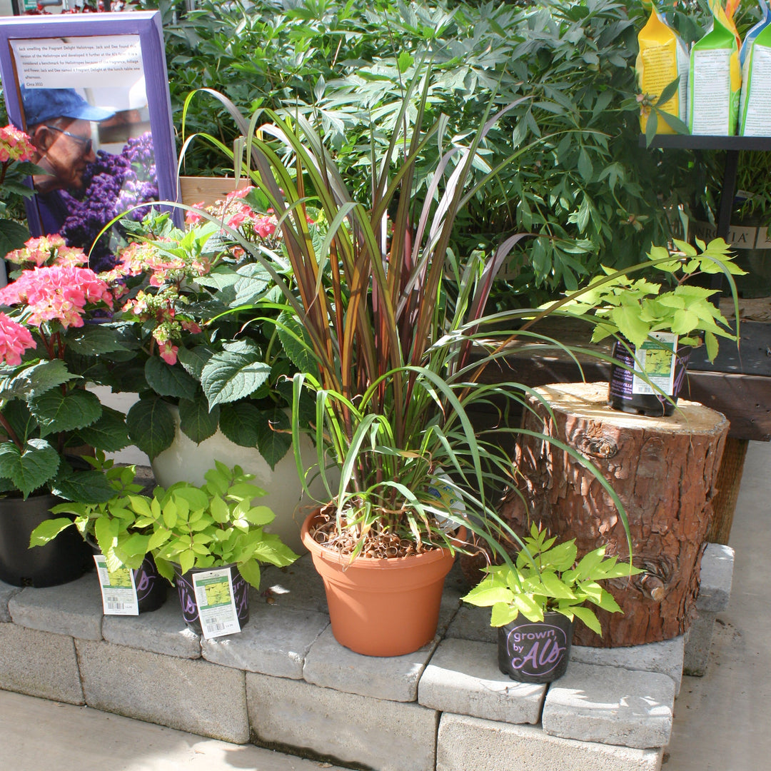 Pennisetum x 'Tift 40' PP25518 Fountain Grass, 12 Inch Perennials