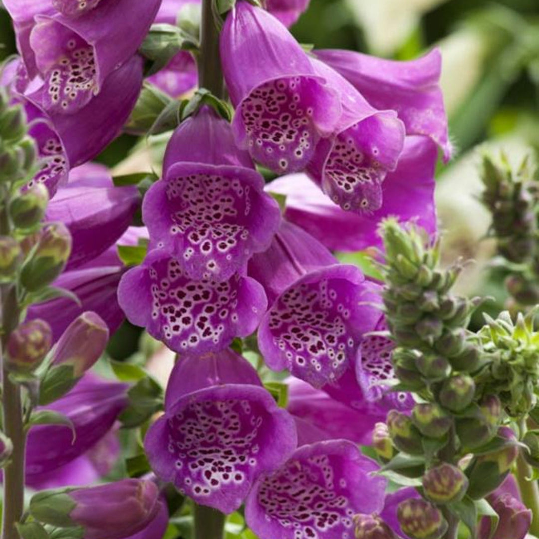 Digitalis x 'Dalmatian Purple' Foxglove, 1 Gallon Perennials