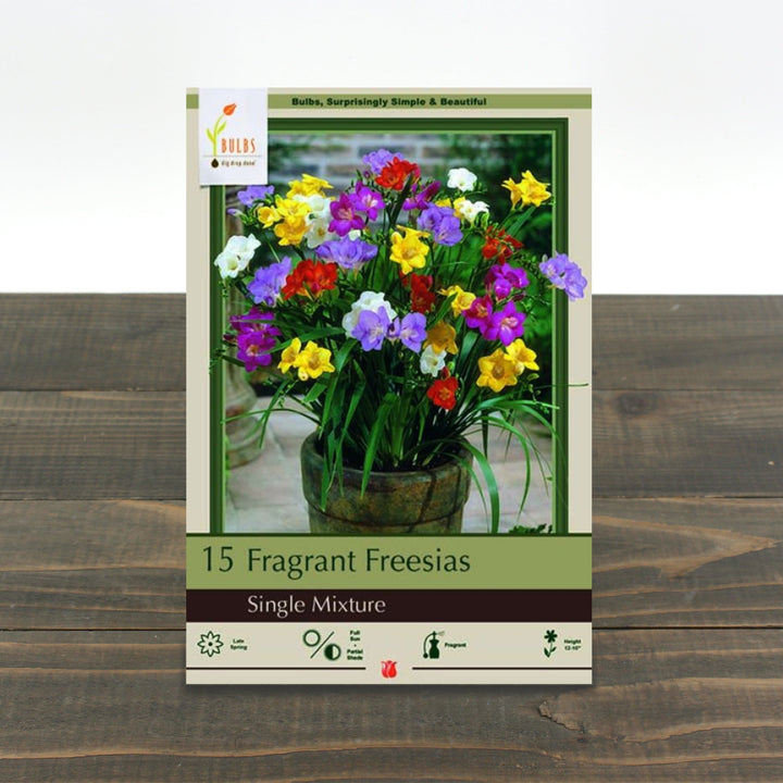 Fragrant Freesias Single Mix