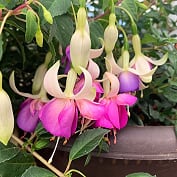 Fuchsia magellanica 'Delta's Sarah' Hardy Fuchsia, 1 Gallon Perennials