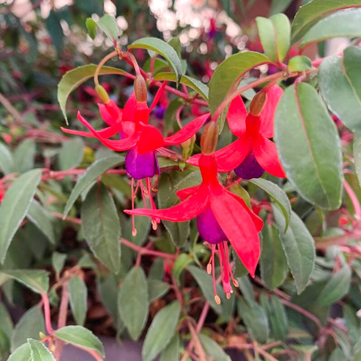 Fuchsia magellanica 'Army Nurse' Hardy Fuchsia, 12 Inch Perennials