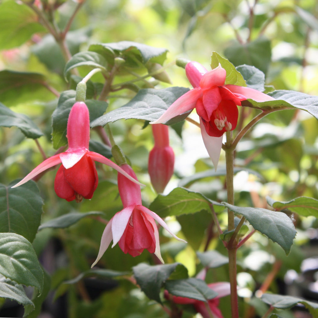 Fuchsia magellanica 'Yolanda Franck' Hardy Fuchsia, 1 Gallon Perennials