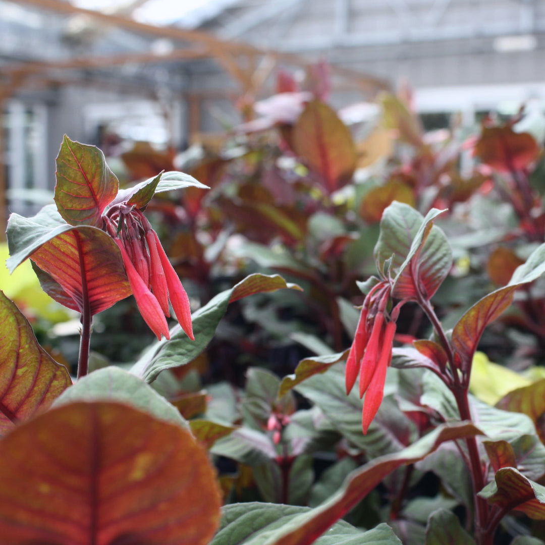 Fuschia Fuchsia, 1 Gallon Annuals