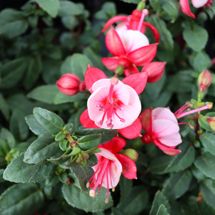 Non-Hardy Fuchsia