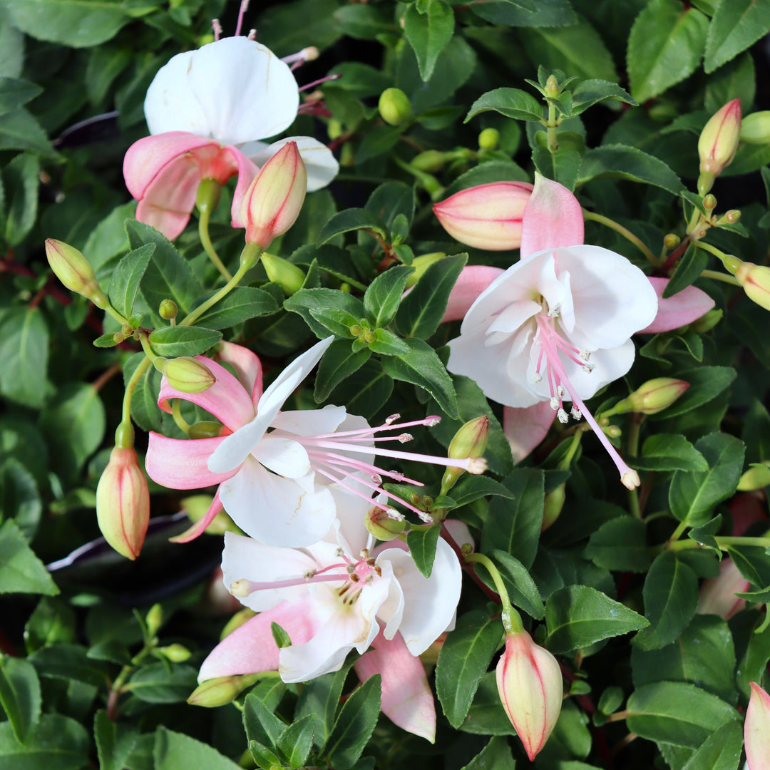 Non-Hardy Fuchsia