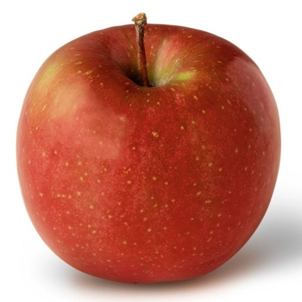 Malus domestica 'Fuji' Semi-Dwarf Apple, Bare Root Apple Tree, Tree