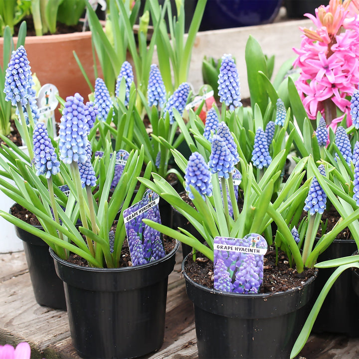 Assorted Spring Blooming Bulbs