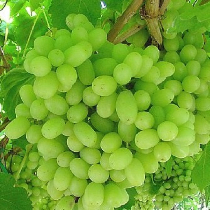 Al's Garden & Home 'Interlaken Seedless Green' Grape Vine (Vitis), 1 Gallon edible vine