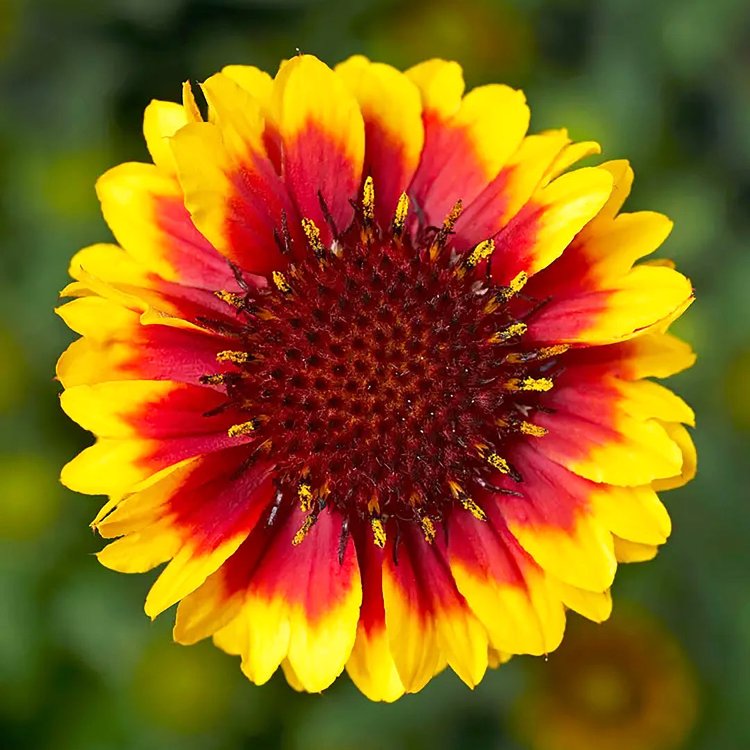 Gaillardia aristata 'Yellow Red Ring' Blanket Flower, 1 Gallon Perennials