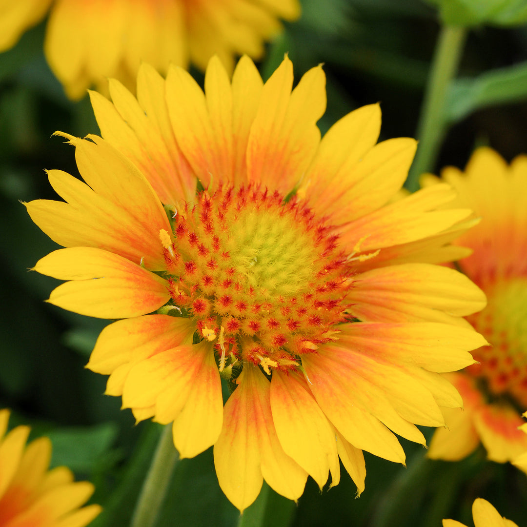 Al's Garden & Home 'Mesa Peach' Blanket Flowers (Gaillardia), 1 Gallon perennial