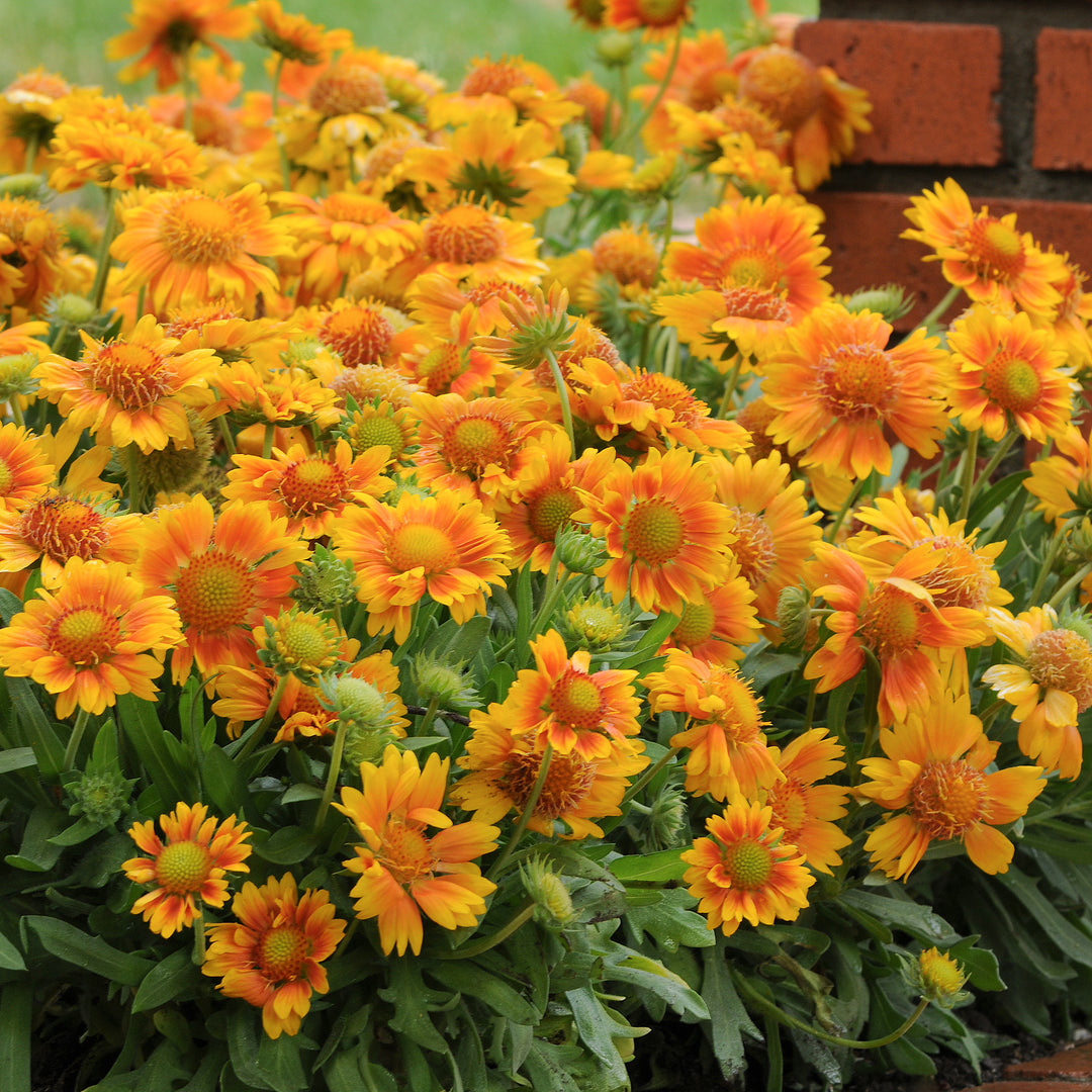 Al's Garden & Home 'Mesa Peach' Blanket Flowers (Gaillardia), 1 Gallon perennial