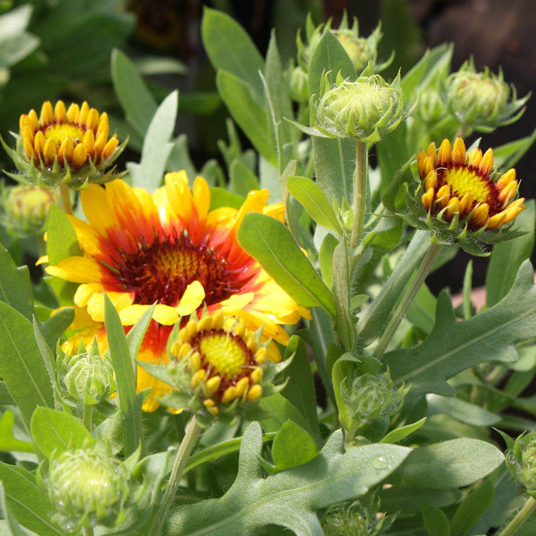 Gaillardia aristata 'SpinTop Red Starburst' PPAF Blanket Flower, 1 Gallon Perennials