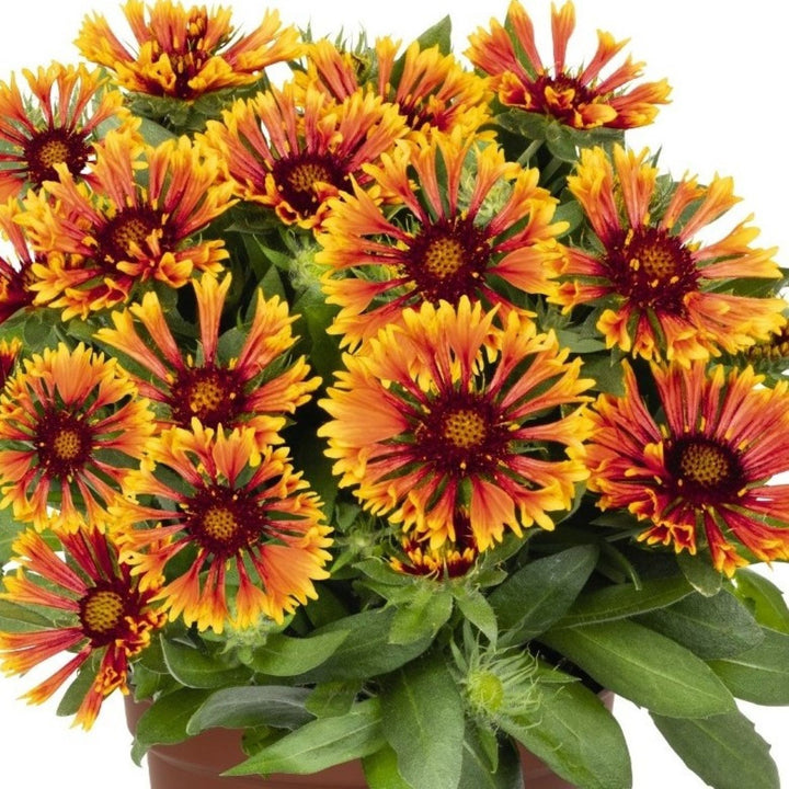 Al's Garden & Home 'SpinTop Mariachi Copper Sun' Blanket Flowers (Gaillardia), 1 Gallon perennial