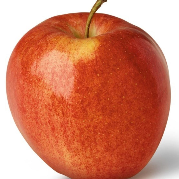 Malus domestica 'Gala' Semi-Dwarf Apple, Bare Root Apple Tree, Tree