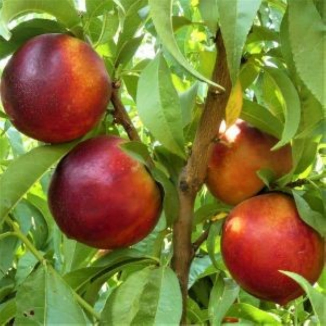 Prunus persica var. nucipersica 'Garden Delight' Bare Root Nectarine Tree, Miniature Nectarine, Tree