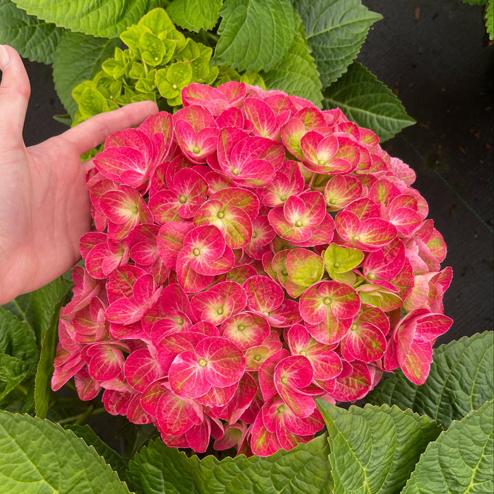 Hydrangea macrophylla 'QUFU' Tilt-A-Swirl Mophead Hydrangea, 2 Gallon Shrub