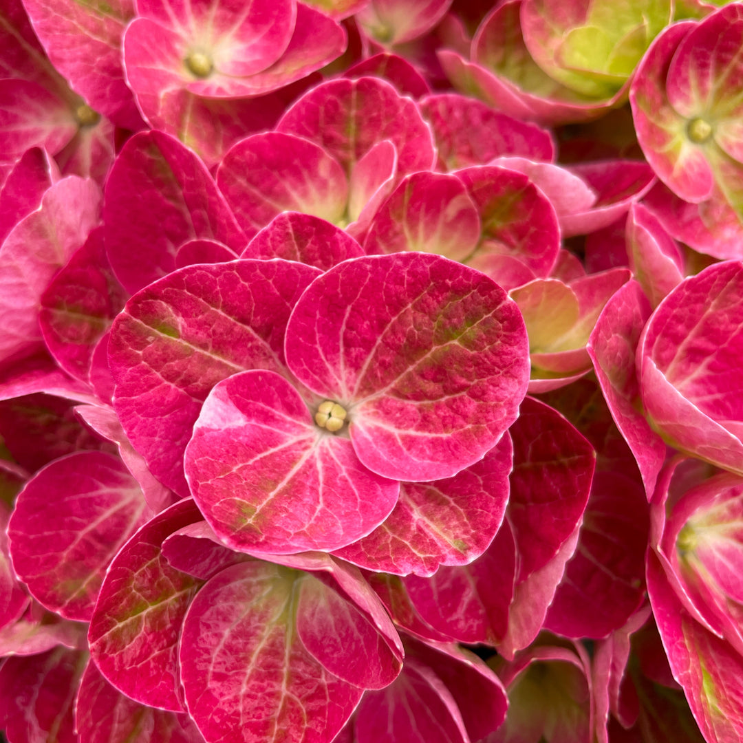 Hydrangea macrophylla 'QUFU' Tilt-A-Swirl Mophead Hydrangea, 2 Gallon Shrub