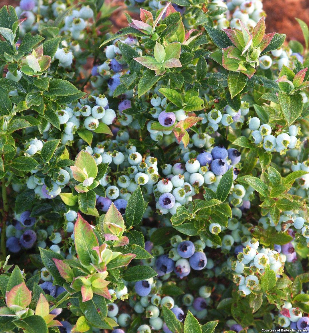 Vaccinium corymbosum 'Blueray' Highbush Blueberry, 7 Gallon Shrub