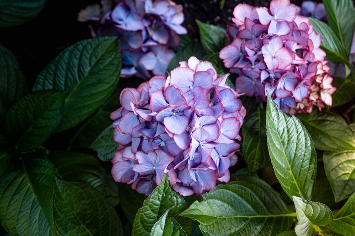 Hydrangea macrophylla 'Hokomabebos' PP34143 Kimono™ Mophead Hydrangea, 2 Gallon Shrub