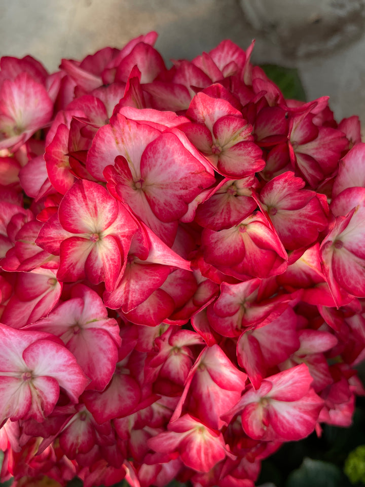 Hydrangea macrophylla 'Hokomabebos' PP34143 Kimono™ Mophead Hydrangea, 2 Gallon Shrub