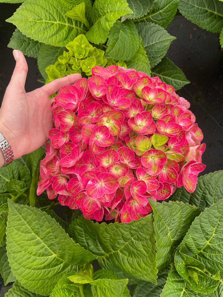 Hydrangea macrophylla 'QUFU' Tilt-A-Swirl Mophead Hydrangea, 2 Gallon Shrub