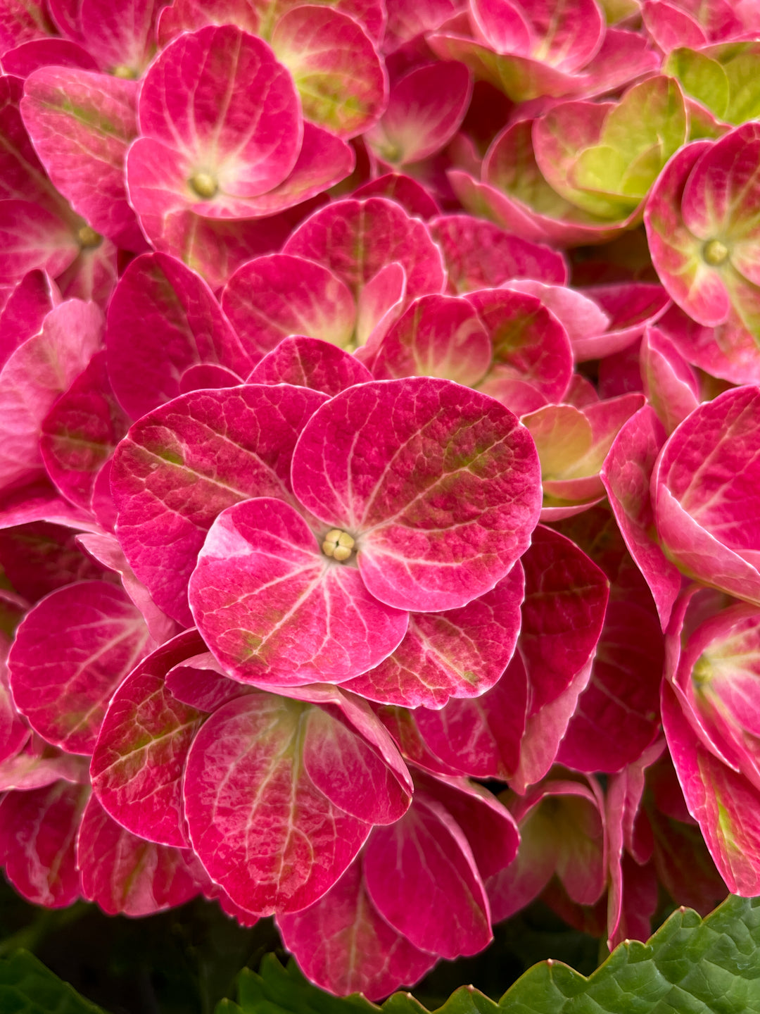 Hydrangea macrophylla 'QUFU' Tilt-A-Swirl Mophead Hydrangea, 2 Gallon Shrub