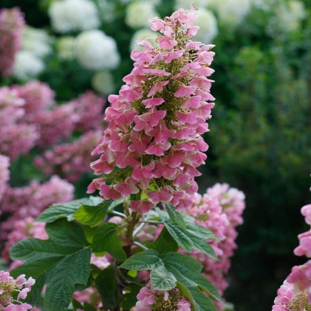 Hydrangea quercifolia 'JoAnn' PP27879 Gatsby Pink® Oakleaf Hydrangea, Shrub