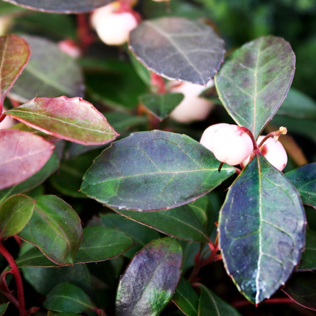 Gaultheria procumbens 'Peppermint Pearl' American Wintergreen, 4 Inch/Quart Perennials