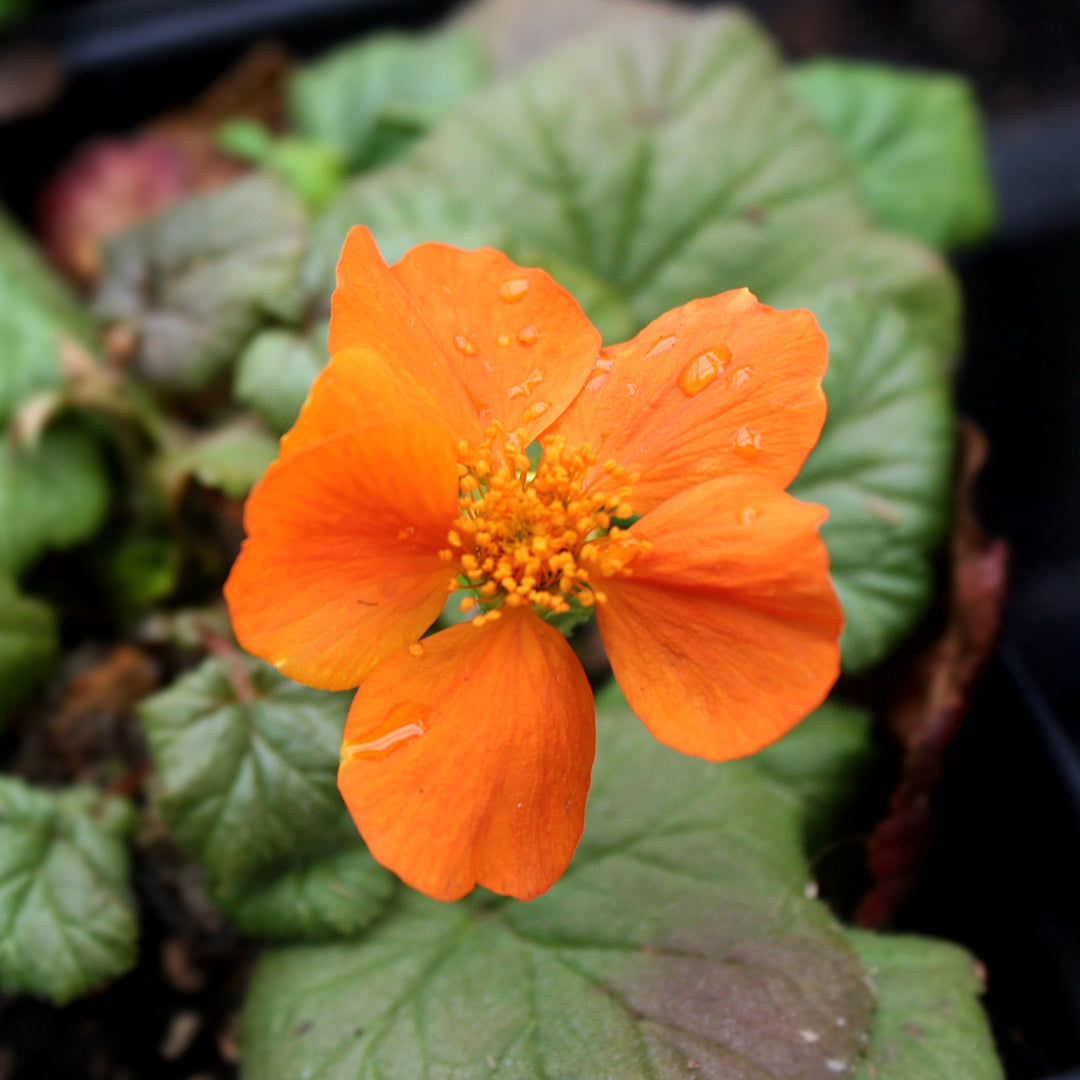 Geum coccineum 'Koi' Geum, 1 Quart Perennials