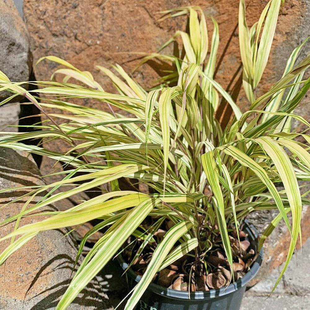Hakonechloa macra 'Aureola' Japanese Forest Grass, 1 Gallon Perennials