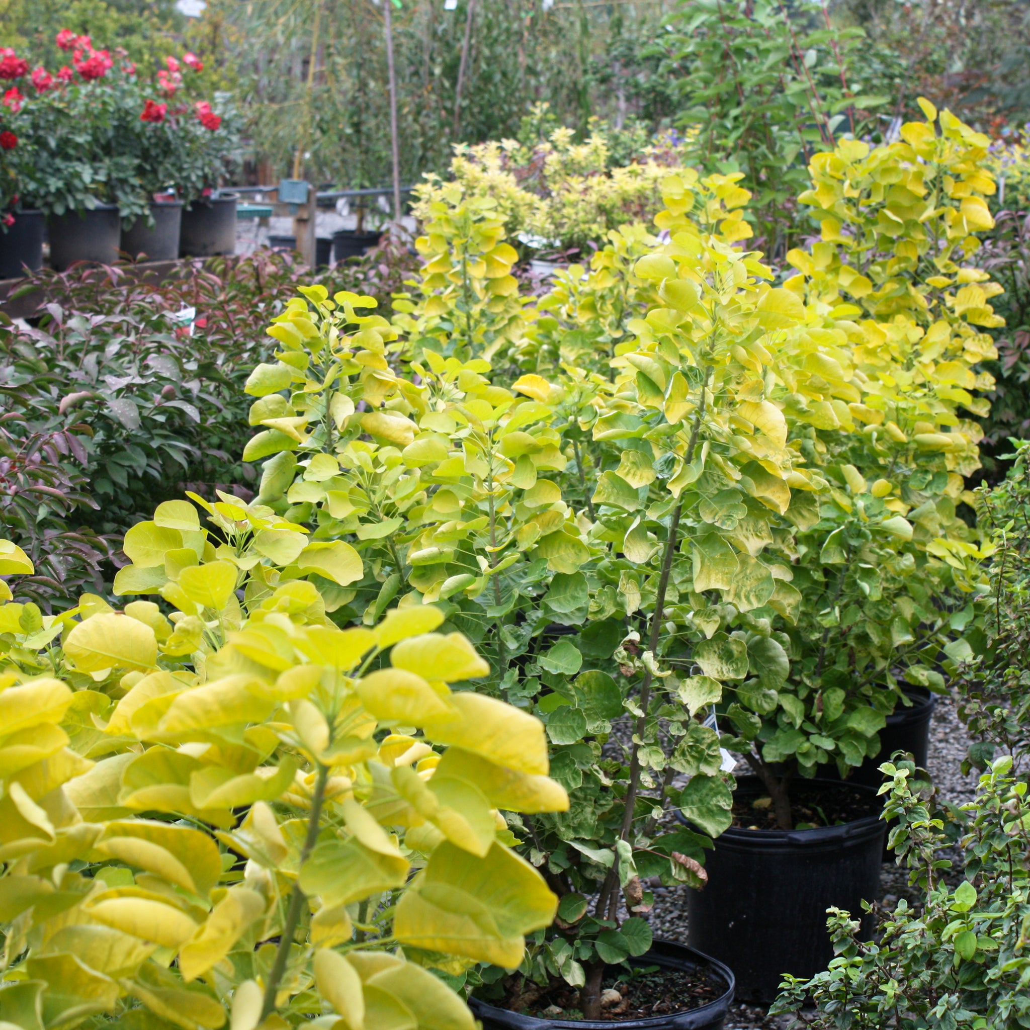 Golden Spirit Smoke Bush Tree