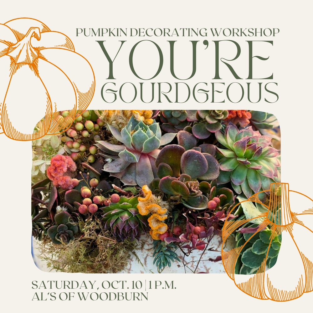 You're Gourdgeous: Pumpkin Decorating Workshop - Woodburn