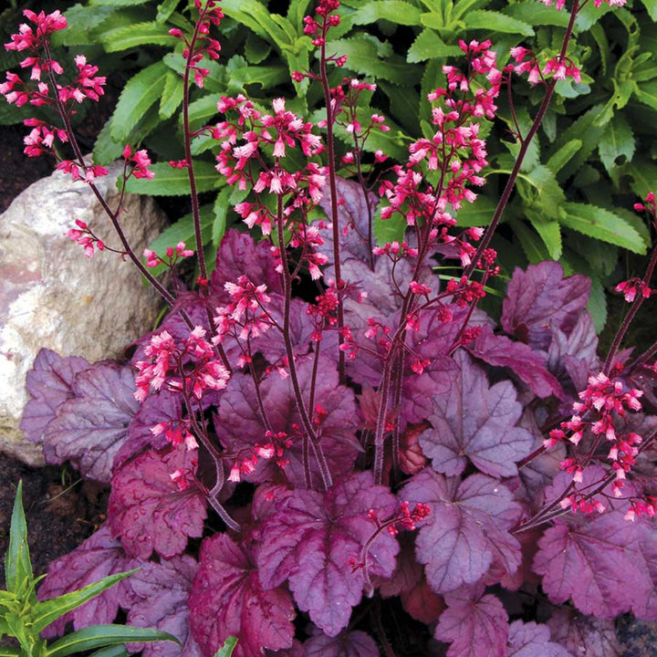 Al's Garden & Home 'Grape Soda' Coral Bells (Heuchera), 1 Quart perennial