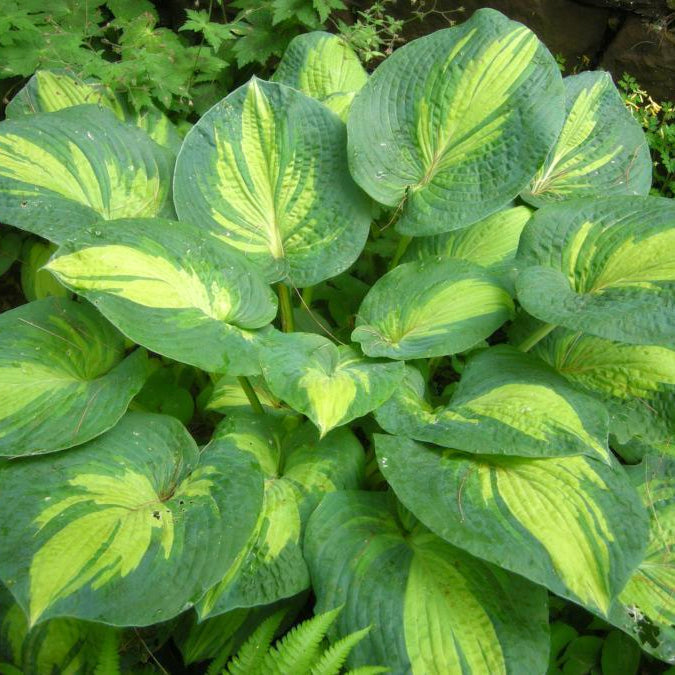 Hosta 'Great Expectations' Hosta, 1 Gallon Perennials