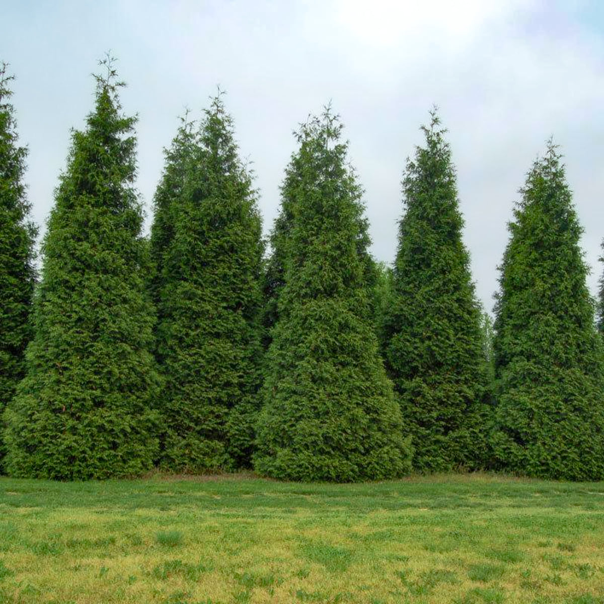 Thuja standishii x plicata 'Green Giant' Arborvitae, Tree